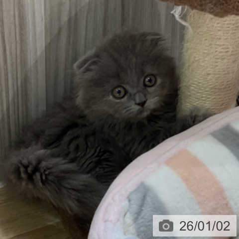 愛知県のスコティッシュフォールド (ペットプラス イオンモール豊川店/2025年11月2日生まれ/女の子/ブルークリーム)の子猫の3枚目の画像