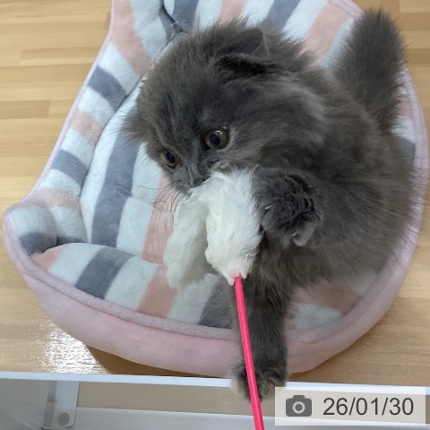 石川県のスコティッシュフォールド (ペットプラス 新小松店/2025年11月2日生まれ/女の子/ブルークリーム)の子猫の4枚目の画像
