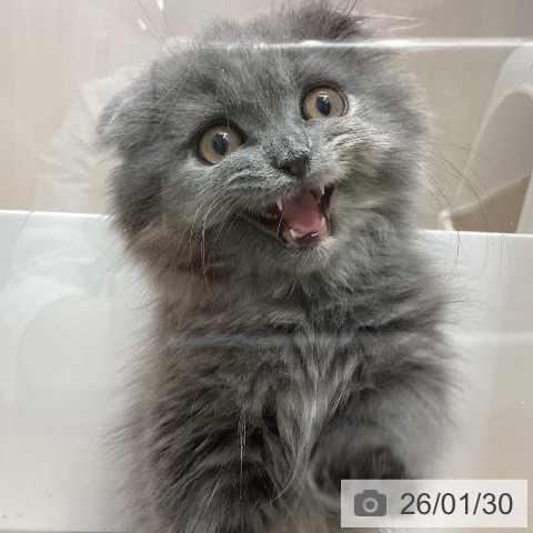 石川県のスコティッシュフォールド (ペットプラス 新小松店/2025年11月2日生まれ/女の子/ブルークリーム)の子猫の3枚目の画像