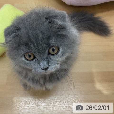 石川県のスコティッシュフォールド (ペットプラス 新小松店/2025年11月2日生まれ/女の子/ブルークリーム)の子猫の4枚目の画像