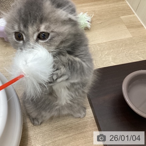 スコティッシュフォールドの写真