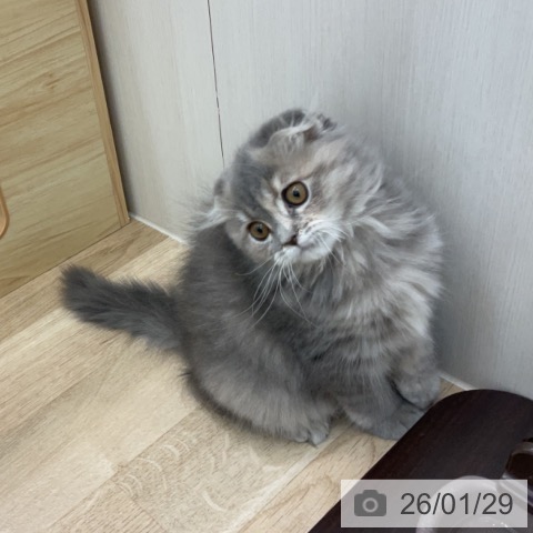 スコティッシュフォールドの写真