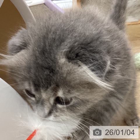 スコティッシュフォールドの写真