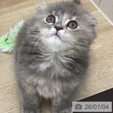 スコティッシュフォールドの写真