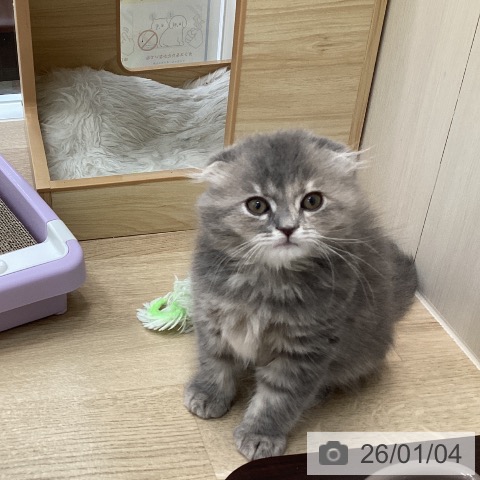 スコティッシュフォールドの写真