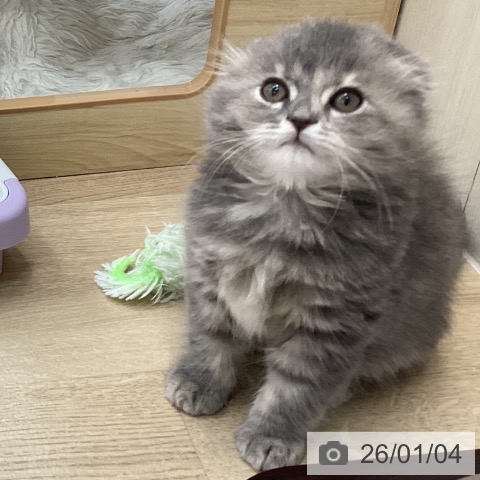 愛知県のスコティッシュフォールド (ペットプラス みなと店/2025年11月2日生まれ/女の子/ブルーパッチドタビー)の子猫の4枚目の画像