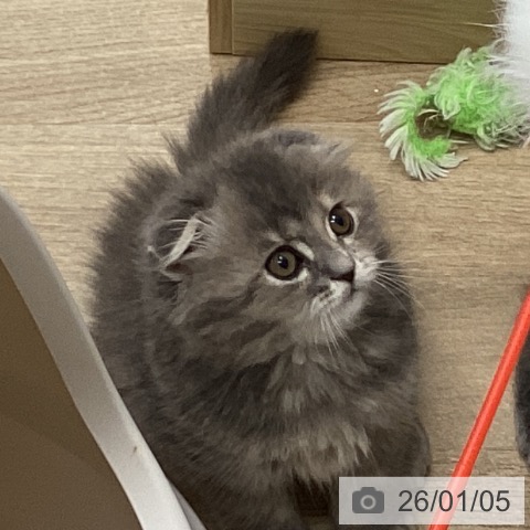 愛知県のスコティッシュフォールド (ペットプラス みなと店/2025年11月2日生まれ/女の子/ブルーパッチドタビー)の子猫の3枚目の画像