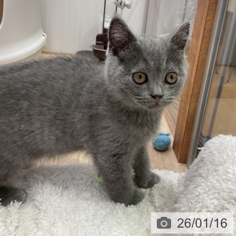 愛知県のブリティッシュショートヘアー (ペットプラス 岡崎店/2025年11月2日生まれ/男の子/ブルー)の子猫の4枚目の画像