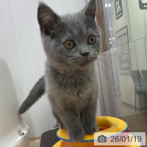 愛知県のブリティッシュショートヘアー (ペットプラス 岡崎店/2025年11月2日生まれ/男の子/ブルー)の子猫の4枚目の画像