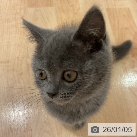 愛知県のブリティッシュショートヘアー (ペットプラス 名古屋茶屋店/2025年11月2日生まれ/女の子/ブルー)の子猫の4枚目の画像