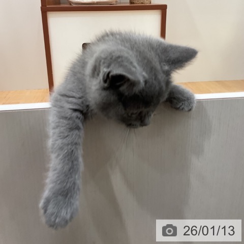 ブリティッシュショートヘアの写真