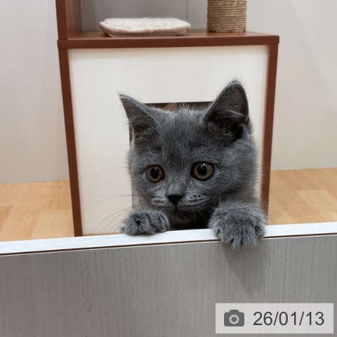 ブリティッシュショートヘアの写真