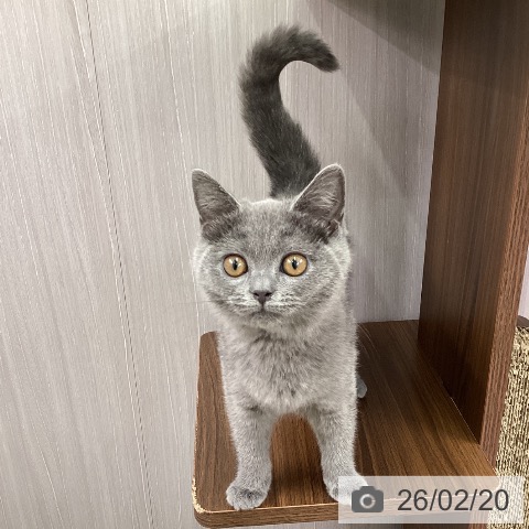 ブリティッシュショートヘアの写真