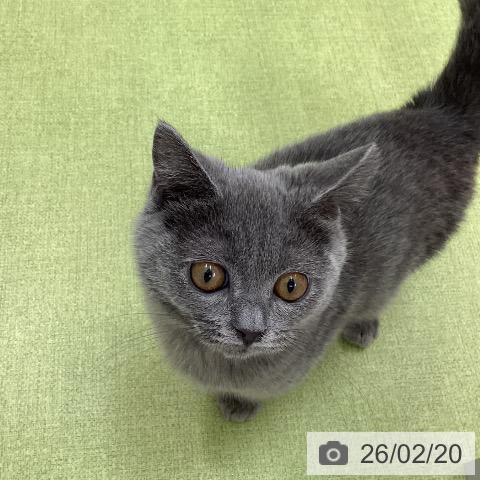 ブリティッシュショートヘアの写真