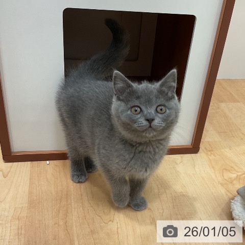 愛知県のブリティッシュショートヘアー (ペットプラス 名古屋茶屋店/2025年11月2日生まれ/女の子/ブルー)の子猫の4枚目の画像