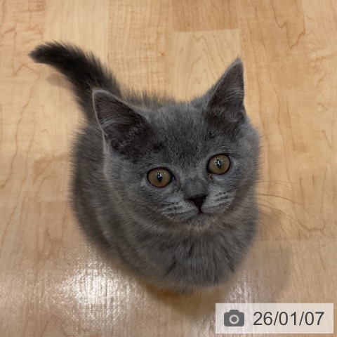 愛知県のブリティッシュショートヘアー (ペットプラス 名古屋茶屋店/2025年11月2日生まれ/女の子/ブルー)の子猫の3枚目の画像