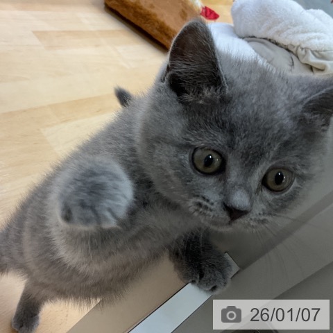 ブリティッシュショートヘアの写真