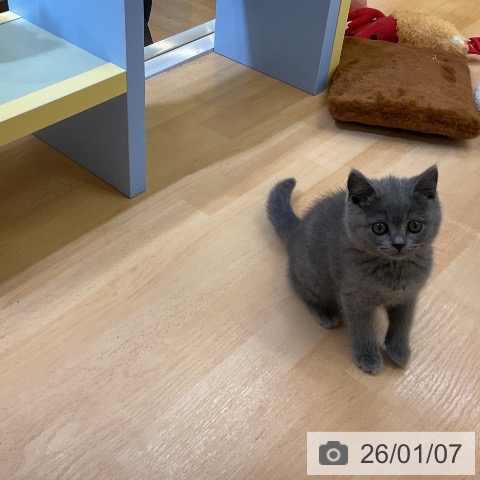 ブリティッシュショートヘアの写真