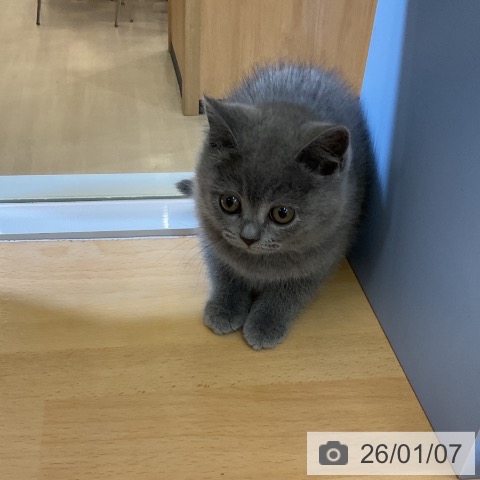 愛知県のブリティッシュショートヘアー (ペットプラス mozoワンダーシティ店/2025年11月2日生まれ/女の子/ブルー)の子猫の3枚目の画像