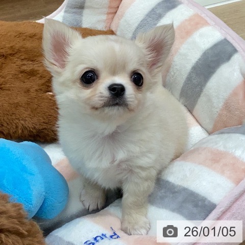 岐阜県のチワワ(ロング) (ペットプラス 各務原店/2025年11月2日生まれ/男の子/クリームホワイト)の子犬の4枚目の画像