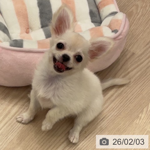 福井県のチワワ(ロング) (ペットプラス 福井店/2025年11月1日生まれ/女の子/クリーム)の子犬の4枚目の画像