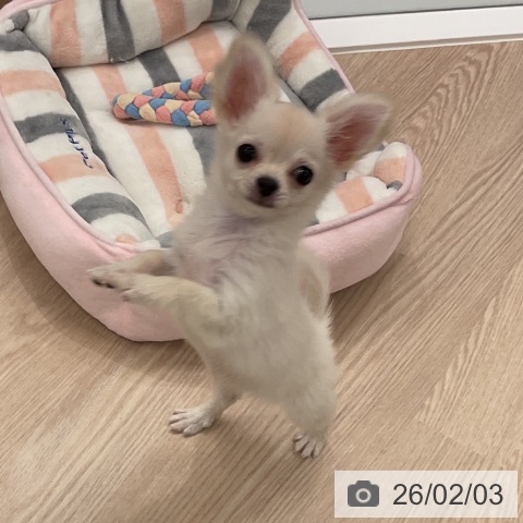福井県のチワワ(ロング) (ペットプラス 福井店/2025年11月1日生まれ/女の子/クリーム)の子犬の3枚目の画像