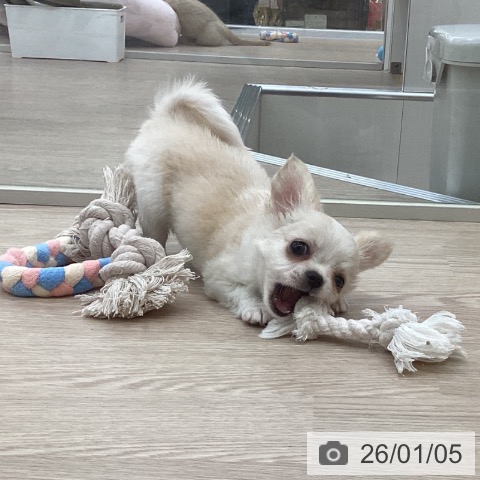 愛知県のチワワ(ロング) (ペットプラス 豊田店/2025年11月1日生まれ/女の子/クリームホワイト)の子犬の4枚目の画像