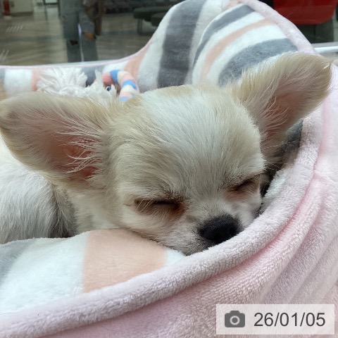愛知県のチワワ(ロング) (ペットプラス 豊田店/2025年11月1日生まれ/女の子/クリームホワイト)の子犬の3枚目の画像