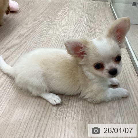 愛知県のチワワ(ロング) (ペットプラス 豊田店/2025年11月1日生まれ/女の子/クリームホワイト)の子犬の3枚目の画像