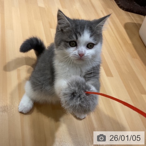 愛知県のブリティッシュショートヘアー (ペットプラス イオンモール長久手店/2025年10月13日生まれ/男の子/ブルータビーホワイト)の子猫の4枚目の画像