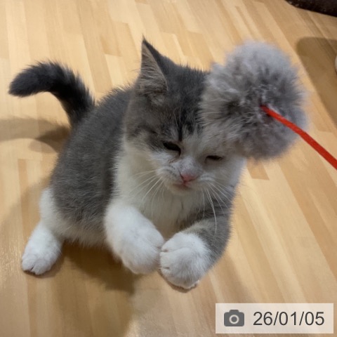 愛知県のブリティッシュショートヘアー (ペットプラス イオンモール長久手店/2025年10月13日生まれ/男の子/ブルータビーホワイト)の子猫の3枚目の画像