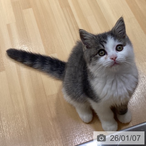 愛知県のブリティッシュショートヘアー (ペットプラス イオンモール長久手店/2025年10月13日生まれ/男の子/ブルータビーホワイト)の子猫の4枚目の画像