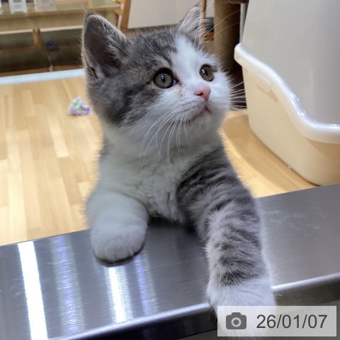 愛知県のブリティッシュショートヘアー (ペットプラス イオンモール長久手店/2025年10月13日生まれ/男の子/ブルータビーホワイト)の子猫の3枚目の画像