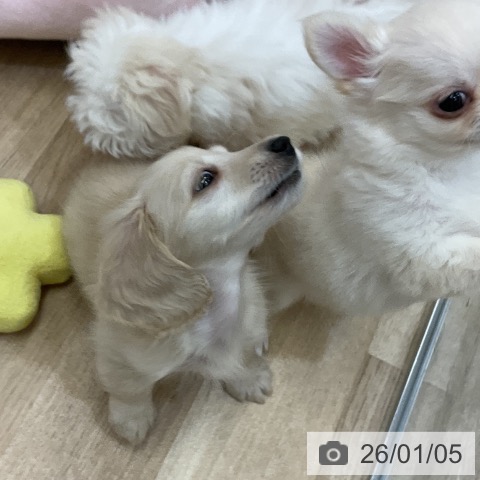 愛知県のミニチュアダックスフンド(ロング) (ペットプラス mozoワンダーシティ店/2025年11月2日生まれ/男の子/イエロー)の子犬の4枚目の画像