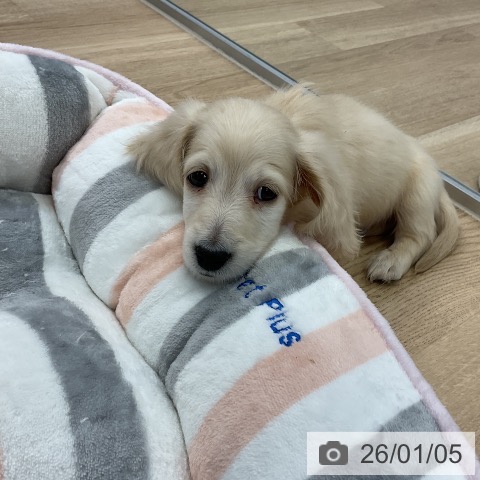 愛知県のミニチュアダックスフンド(ロング) (ペットプラス mozoワンダーシティ店/2025年11月2日生まれ/男の子/イエロー)の子犬の3枚目の画像