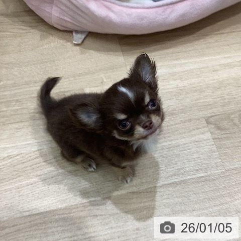 岐阜県のチワワ(ロング) (ペットプラス 各務原店/2025年11月2日生まれ/男の子/チョコレートタンホワイト)の子犬の4枚目の画像