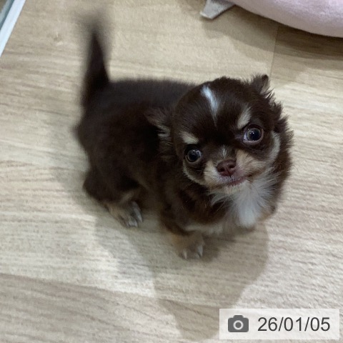 岐阜県のチワワ(ロング) (ペットプラス 各務原店/2025年11月2日生まれ/男の子/チョコレートタンホワイト)の子犬の3枚目の画像