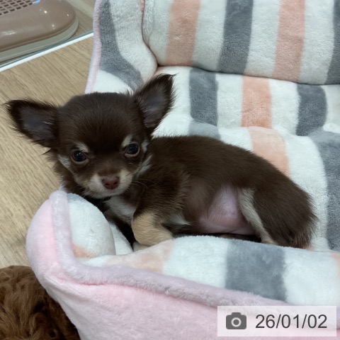 愛知県のチワワ(ロング) (ペットプラス 熱田店/2025年11月2日生まれ/女の子/チョコレートクリームホワイト)の子犬の4枚目の画像