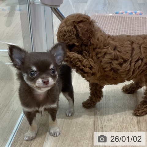 愛知県のチワワ(ロング) (ペットプラス 熱田店/2025年11月2日生まれ/女の子/チョコレートクリームホワイト)の子犬の3枚目の画像