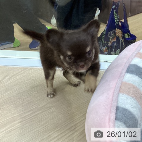 愛知県のチワワ(ロング) (ペットプラス ナゴヤドーム前店/2025年11月2日生まれ/女の子/チョコレートタンホワイト)の子犬の4枚目の画像