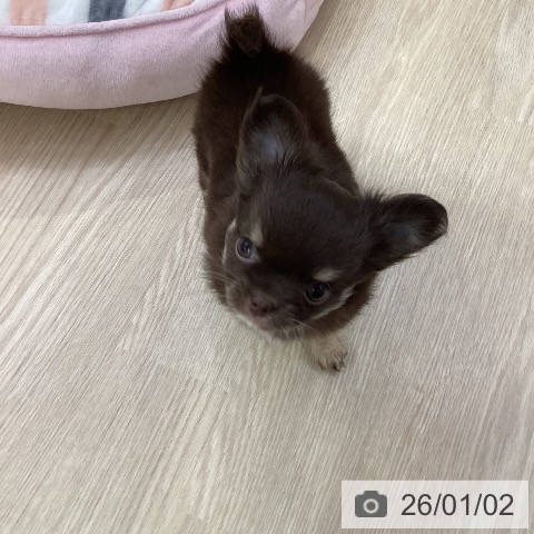 愛知県のチワワ(ロング) (ペットプラス ナゴヤドーム前店/2025年11月2日生まれ/女の子/チョコレートタンホワイト)の子犬の3枚目の画像