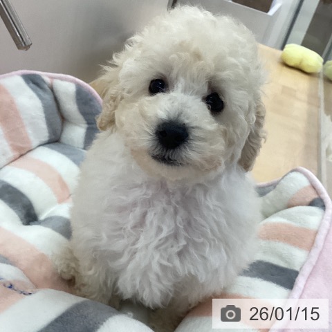 三重県のトイプードル(トイ) (ペットプラス 津南店/2025年11月2日生まれ/男の子/ホワイト)の子犬の4枚目の画像