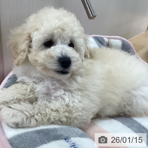 三重県のトイプードル(トイ) (ペットプラス 津南店/2025年11月2日生まれ/男の子/ホワイト)の子犬の3枚目の画像