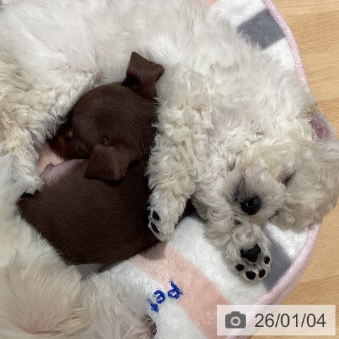 石川県のトイプードル(トイ) (ペットプラス 新小松店/2025年11月2日生まれ/男の子/ホワイト)の子犬の3枚目の画像