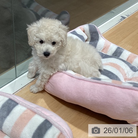 石川県のトイプードル(トイ) (ペットプラス 新小松店/2025年11月2日生まれ/男の子/ホワイト)の子犬の3枚目の画像