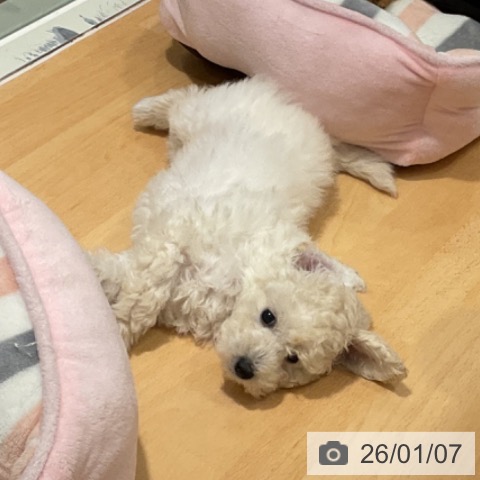 石川県のトイプードル(トイ) (ペットプラス 新小松店/2025年11月2日生まれ/男の子/ホワイト)の子犬の3枚目の画像