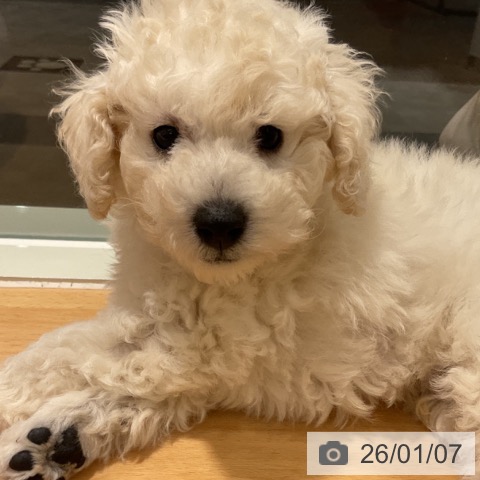 石川県のトイプードル(トイ) (ペットプラス 新小松店/2025年11月2日生まれ/男の子/ホワイト)の子犬の3枚目の画像