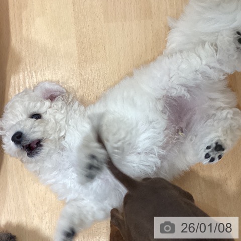 石川県のトイプードル(トイ) (ペットプラス 新小松店/2025年11月2日生まれ/男の子/ホワイト)の子犬の3枚目の画像