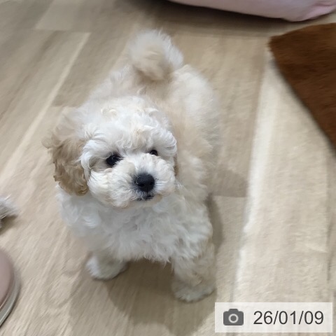 岐阜県のトイプードル(トイ) (ペットプラス 各務原店/2025年11月2日生まれ/女の子/ホワイト)の子犬の4枚目の画像