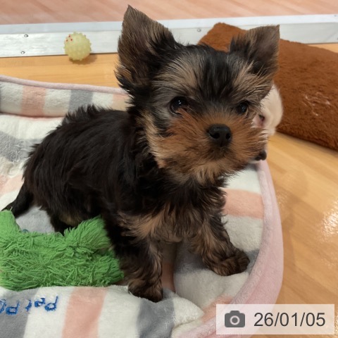 愛知県のヨークシャーテリア (ペットプラス 名古屋茶屋店/2025年11月1日生まれ/男の子/スチールブルータン)の子犬の4枚目の画像